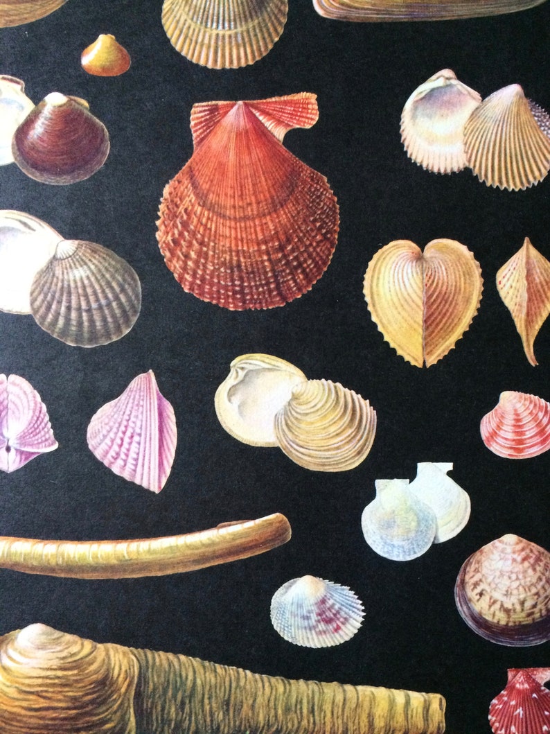 K&ouml;nnte beinhalten: Eine Sammlung verschiedener Muscheln in Braun-, Rosa- und Wei&szlig;t&ouml;nen auf schwarzem Hintergrund. Die Muscheln variieren in Form und Gr&ouml;&szlig;e, einige weisen komplizierte Muster und Texturen auf. Das Bild zeigt eine Vielfalt an Meereslebewesen, ideal f&uuml;r K&uuml;stendekoration.