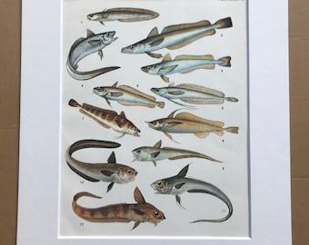 1983 Original Vintage Print - Fish - Ichthyology - Ocean Wildlife - Marine Decor - Mounted and Matted - Available Framed