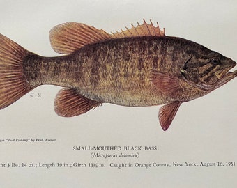 1943 Small-Mouthed Black Bass Original Vintage Print - Fishing - Angling - Mounted and Matted - Available Framed