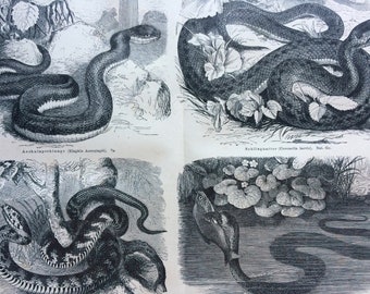 1877 Snakes Original Antique print - Available Framed - Aesculapian Snake, Natrix - Old World Snakes - Vintage Wall Decor
