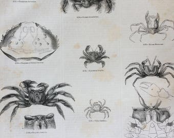 1856 Large Original Antique Engraving - Crustacean, Crab, Shellfish, Marine Wildlife - Wall Decor