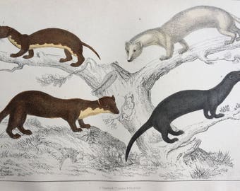 1852 Original Antique Hand-Coloured Engraving - Ermine, Weasel, Pine Marten, Vison - Wildlife - Zoology - Natural History - Decorative Print