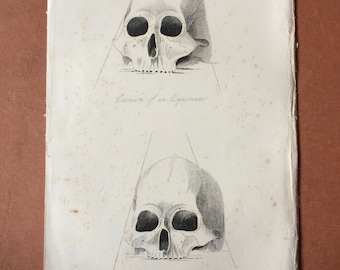 1855 Skull Cranium Comparison - Esquimaux and skull found in Ancient Tomb near Niagara Original Antique Engraving - Anthropology