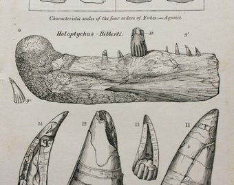 1836 Original Antique Engraving - Jaw and Teeth of Sauroid Fishes - Geology - Fossil - Palaeontology - Decorative Art
