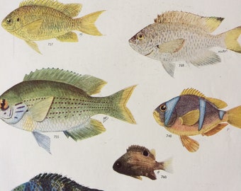 1950 Original Vintage Fish Print - Mounted and Matted - Available Framed - Tropical Fish - Marine Species - Sealife - Ocean Decor