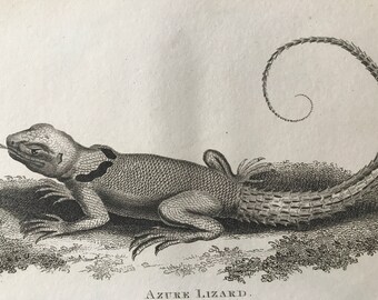 1802 Azure Lizard Original Antique Engraving - Natural History - Zoology - Reptile - Available Matted and Framed