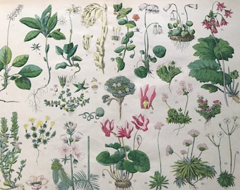 1880 Large Original Antique Botanical Lithograph - Botanical Print - Botany - Plants - Botanical Art - Wall Decor - Chickweed Wintergreen