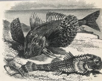 1863 Sapphirine Gurnard and Lyrie Original Antique Print - Fish Illustration - Marine Decor - Mounted and Matted - Available Framed