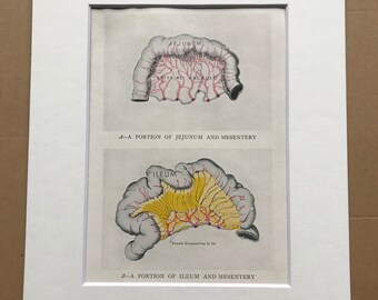 1942 Jejunum and Mesentery - Ileum Original Vintage Anatomical Print - Organ- Anatomy - Medical Decor - Biology - Available Framed