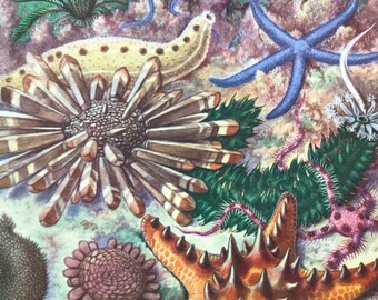 1968 Colourful Vintage Starfish Print - Mounted and Matted - Available Framed - Marine Decor - Ocean Wildlife