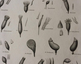 1819 Fringes of Mosses Original Antique Engraving - Available Mounted and Matted - Botanical Art - Moss - Botany - Plant - Framed