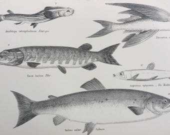 1891 FISH Original Antique Steel Engraving - Salmon - Four-eye - Pike - Flying-fish - Argentine -  wall decor - home decor - Marine Wildlife