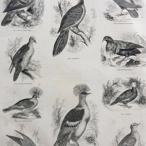 1856 Large Original Antique Bird Engraving - Pigeon Varieties, Talpicoti, Virago, Persister, Phasianella - Ornithology - Wall Decor
