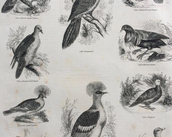 1856 Large Original Antique Bird Engraving - Pigeon Varieties, Talpicoti, Virago, Persister, Phasianella - Ornithology - Wall Decor