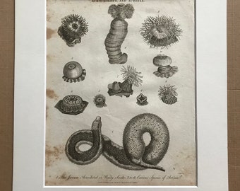 1810 Javan Acrochord or Warty Snake and Curious Species of Actinia Original Antique Copperplate Engraving - Mounted and Matted - Framed
