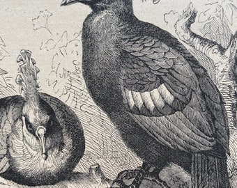 1896 Victoria Crowned Pigeon Original Antique Print - Ornithology - Wildlife - Natural History - Mounted and Matted - Available Framed