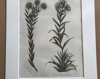 1821 Sweet and Faint Smelling Osmites Original Antique Copperplate Engraving - Botanical Art - Botany - Available Framed