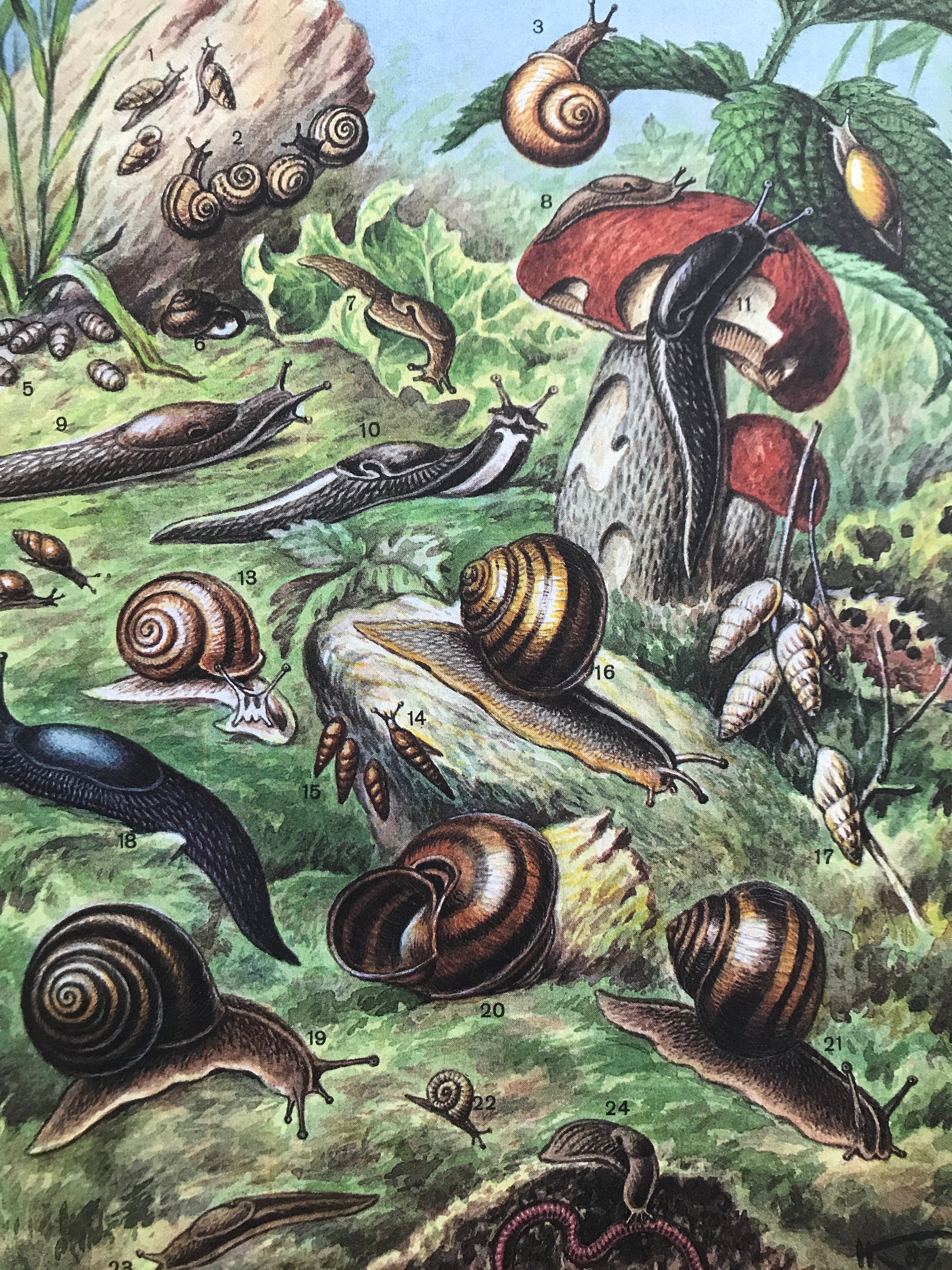 1988 Snails and Slugs Original Vintage Print - Mollusc - Mounted and ...