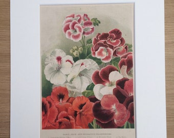 1898 Beautiful Large Antique Flower Print - matted and available framed - 11 x 14 inches - Gardening - Botanical Decor - Vintage Art