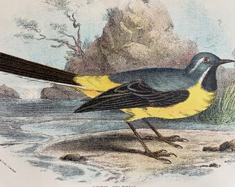 1896 Grey Wagtail Original Antique Chromolithograph - Bird - Ornithology - Mounted and Matted - Wall Decor - Available Framed