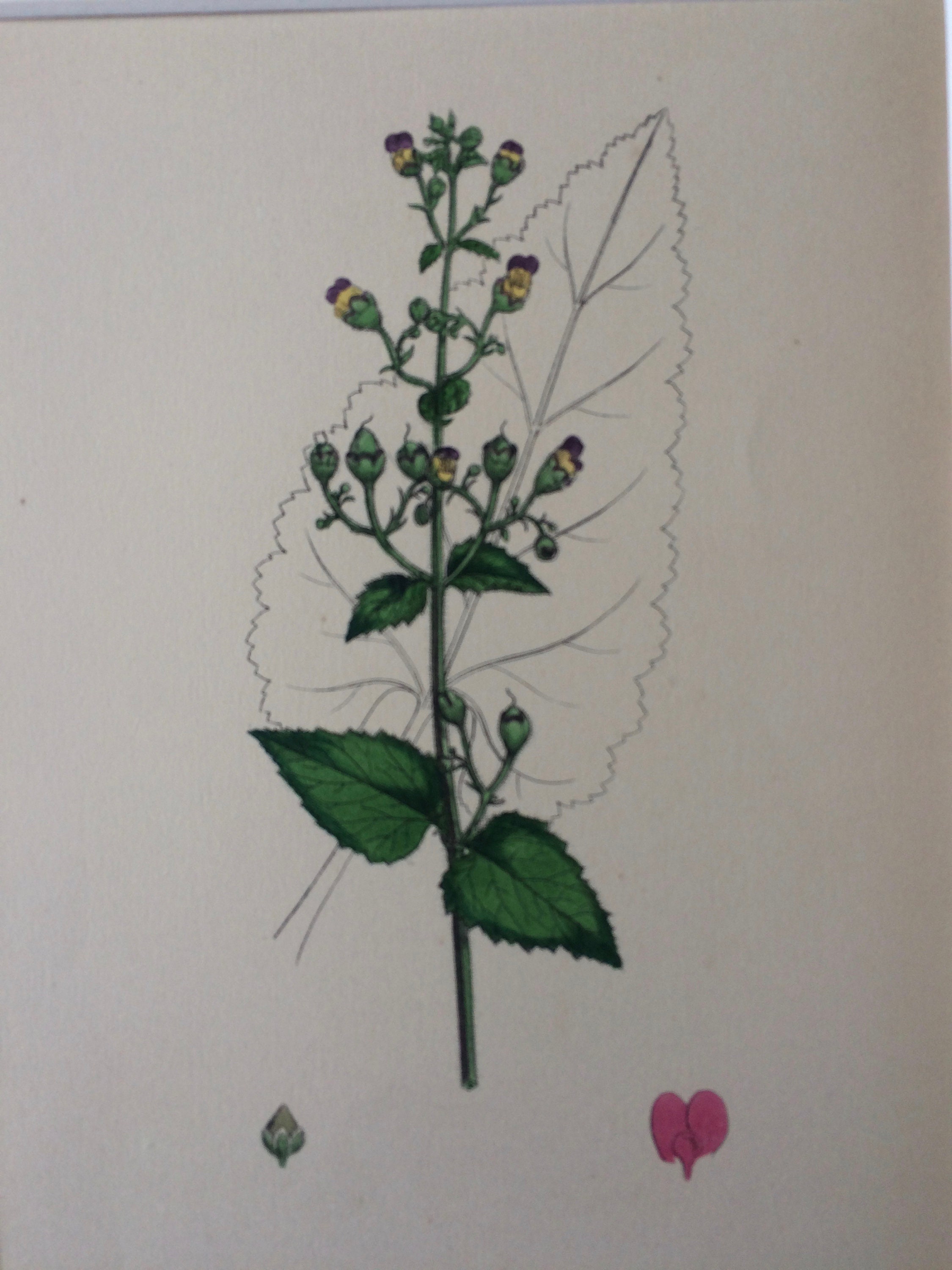 1866 Original Antique Botanical Hand-Coloured Engraving - Balm-Leaved