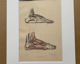 1890 Original Antique Anatomical Print - Foot Bones and Muscles - Anatomy - Medical Decor - Science - Mounted and Matted - Available Framed