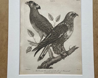 1810 The Crested Buzzard and the Gloved Buzzard Original Antique Copperplate Engraving - Ornithology - Available Framed