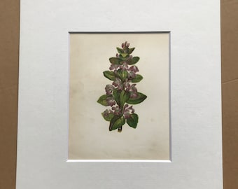 1852 Original Antique Hand-Coloured Anne Pratt Botanical Illustration - Common Bugle - Flower - Botany - Garden - Available Framed