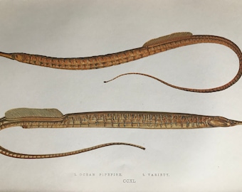 1877 Ocean Pipefish and Variety Original Antique Print - Fish - Fishing - Marine Decor - Mounted and Matted - Available Framed