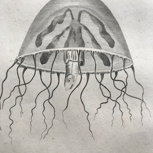 1809 Medusa Campanella or Bell Medusa Original Antique Engraving - Jellyfish - Marine Wildlife - Ocean Decor - Available Matted and Framed