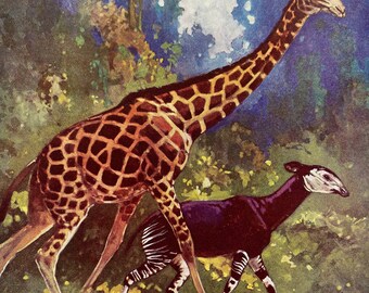 1930s Okapi and Giraffe Original Vintage Print - Wildlife Decor - Animal Art - Mounted and Matted - Available Framed