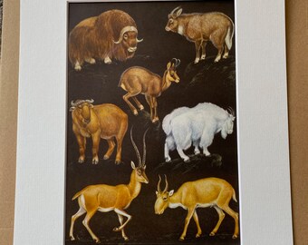 1968 Muskox, Himalayan Goral, Chamois, Takin, Mountain Goat, Antelope Original Vintage Print - Mounted and Matted - Available Framed