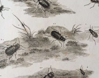 1819 Beetles Original Antique Engraving - Vintage Insect Art - Coleoptera - Entomology