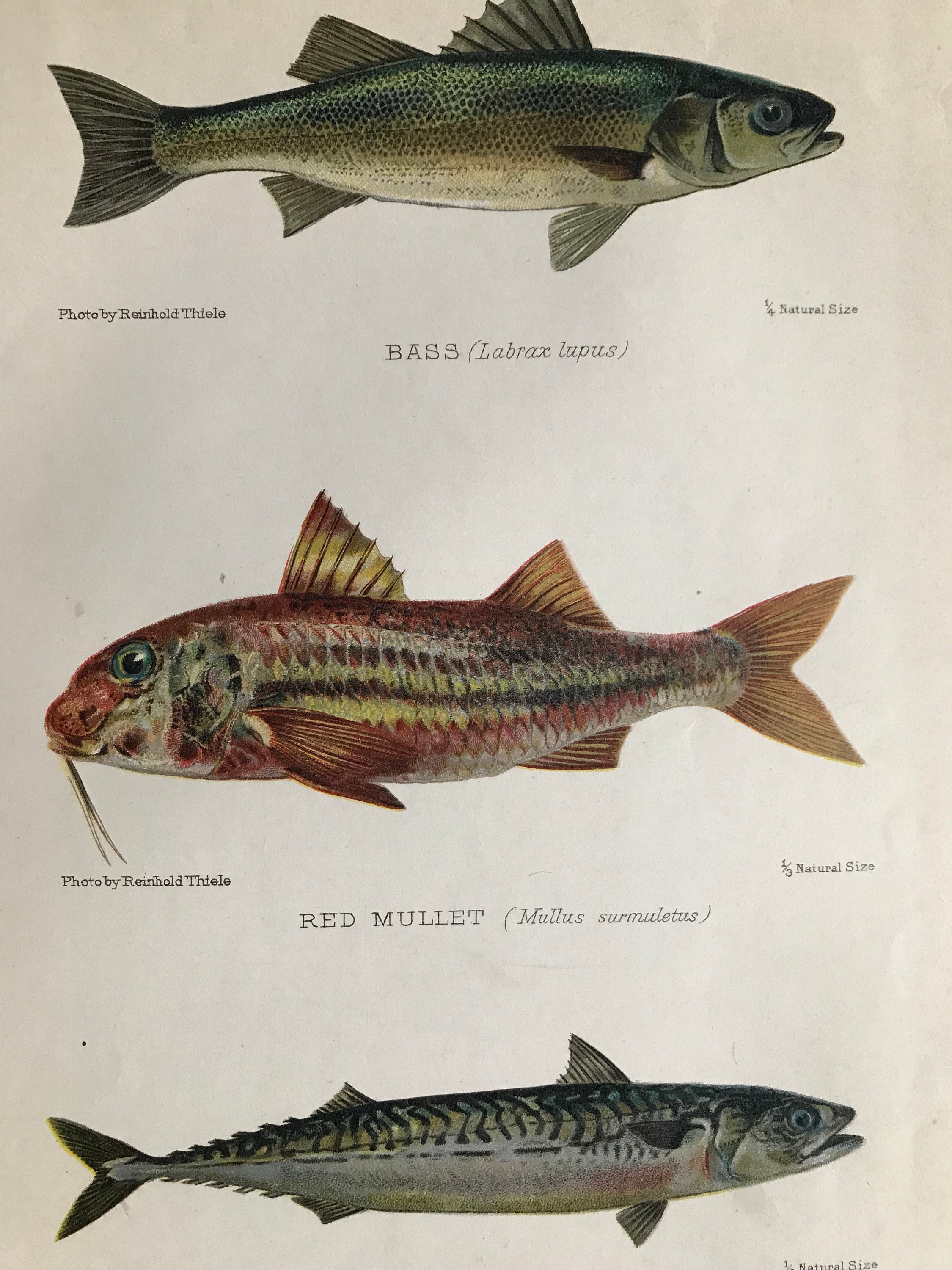 1904 Bass, Red Mullet and Mackerel Original Antique Matted