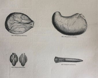 1856 Large Original Antique Gastropod Engraving - Slug - Snail - Gasterepoda - Mollusc - Wildlife - Wall Decor - Home Decor - Marine Decor