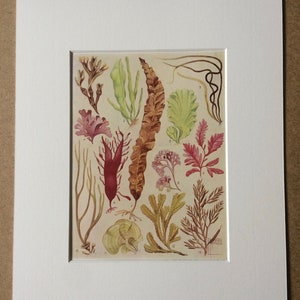1940s Algae: The Simplest of all forms of Wildlife Original Vintage Print - Mounted and Matted - Seaweed - Botany - Available Framed