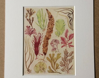 1940s Algae: The Simplest of all forms of Wildlife Original Vintage Print - Mounted and Matted - Seaweed - Botany - Available Framed