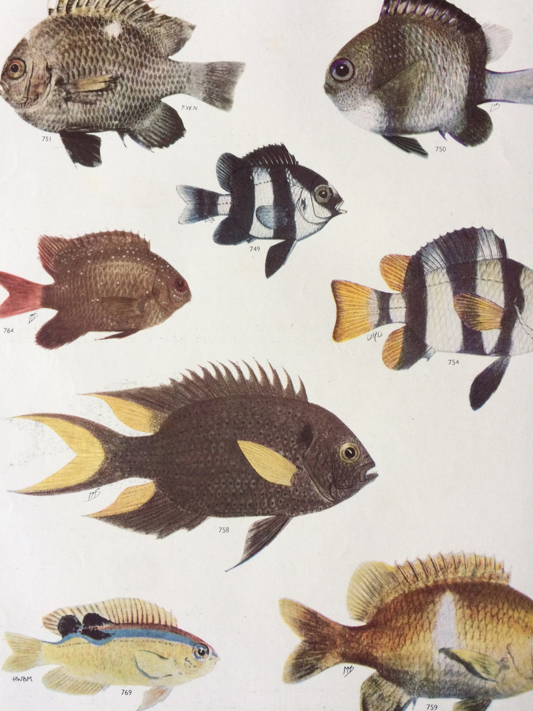 1950 Original Vintage Fish Print - Mounted and Matted - Available ...