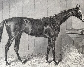 1864 Blair Athol, The Winner of the Derby 1864 Original Antique Engraving - Horse Racing - Racehorse - Available Framed