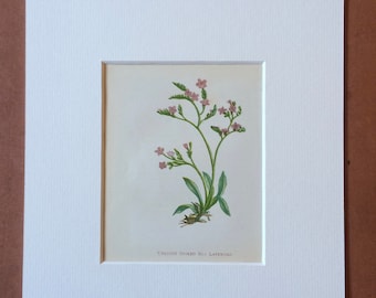 1852 Original Antique Hand-Coloured Anne Pratt Botanical Illustration - Spiked Sea Lavender - Flower - Botany - Garden - Available Framed