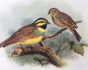 1907 Cirl Bunting Original Antique Lithograph - Ornithology - Bird Art - Birds -  Wall Decor - Home Decor - Wall Art - Wildlife