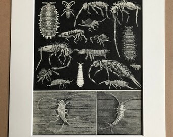 1968 Insects Original Vintage Print - Entomology - Insect Art - Mounted and Matted - Available Framed