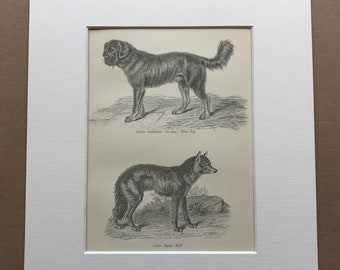 1891 Tibet Dog and Wolf Original Antique Print - Animal Art - Canine Decor - Available Mounted, Matted and Framed