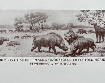 1935 Primitive Camels, Small Rhinoceroses, Three-Toed Horses, Elotheres and Moropus Original Antique Print - Prehistoric - Available Framed