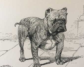 1900 Bulldog Original Vintage Dog Illustration - Animal Art - Dog Drawing - Decorative Wall Art - Matted - Framed Art - Gift Idea