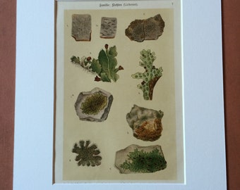 1911 Original Antique Botanical Lithograph - Mounted and Matted - Moss - Lichen - Plant - Botany - Gardener Gift - Available Framed