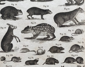 1806 Rodents Original Antique Engraving - Mounted and Matted - Available Framed