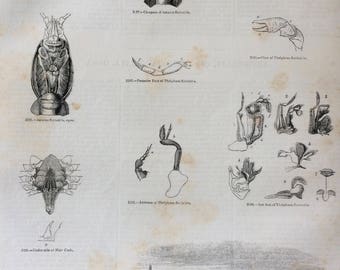 1856 Large Original Antique Engraving - Crustacean, Crab Anatomy, Shellfish, Crab Fishing - Marine Wildlife - Wall Decor