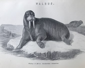 1891 Walrus Original Antique Print - Mammal - Ocean Wildlife - Available Mounted, Matted and Framed