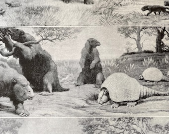 1940s Huge Mammals of the Cainozoic Era Original Vintage Print - Palaeontology - Mounted and Matted - Available Framed